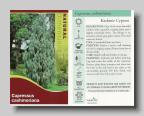 Cupressus cashmeriana